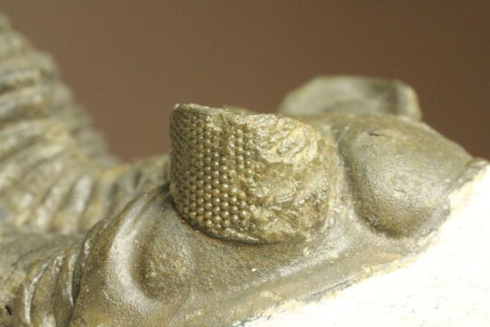 出目金三葉虫こと、コルトラネイア(Coltraneia oufatenensis)(その11)