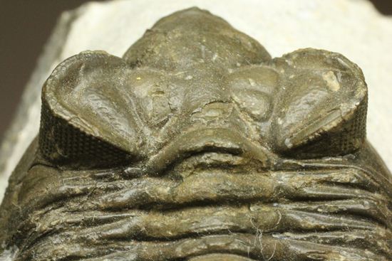 出目金三葉虫こと、コルトラネイア（Coltraneia oufatenensis） 三葉虫