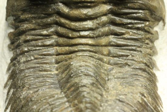 出目金三葉虫こと、コルトラネイア(Coltraneia oufatenensis)(その14)