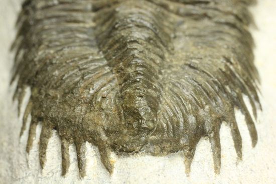 出目金三葉虫こと、コルトラネイア(Coltraneia oufatenensis)(その15)