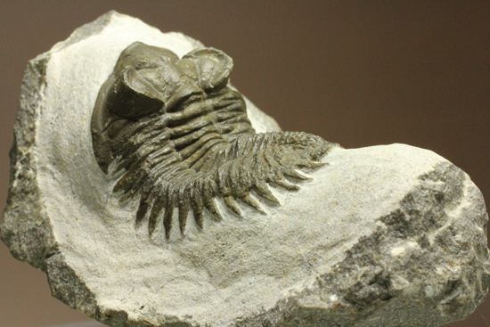 出目金三葉虫こと、コルトラネイア(Coltraneia oufatenensis)(その16)
