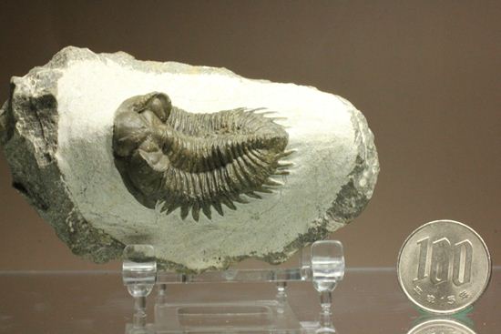 出目金三葉虫こと、コルトラネイア(Coltraneia oufatenensis)(その17)