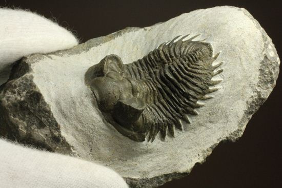 出目金三葉虫こと、コルトラネイア(Coltraneia oufatenensis)(その18)