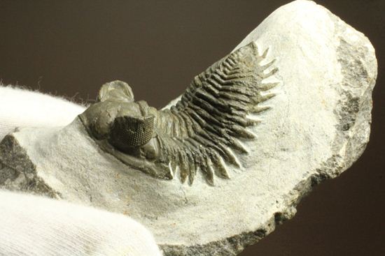 出目金三葉虫こと、コルトラネイア(Coltraneia oufatenensis)(その19)