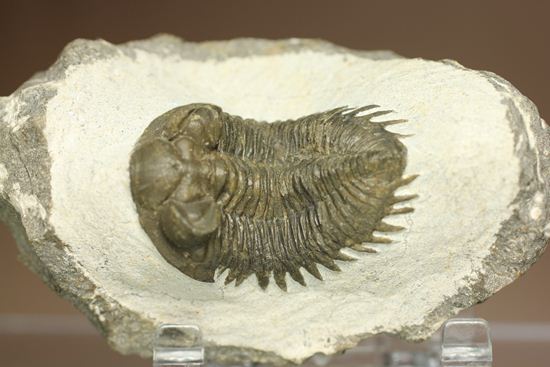 出目金三葉虫こと、コルトラネイア(Coltraneia oufatenensis)(その2)