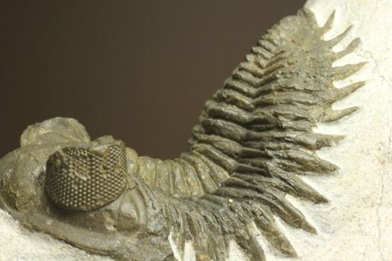 出目金三葉虫こと、コルトラネイア(Coltraneia oufatenensis)(その20)