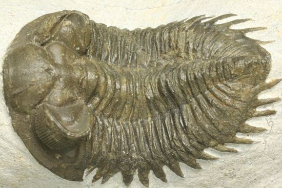 出目金三葉虫こと、コルトラネイア(Coltraneia oufatenensis)(その3)