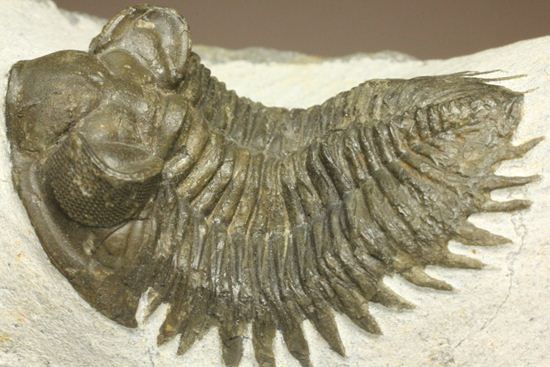 出目金三葉虫こと、コルトラネイア(Coltraneia oufatenensis)(その4)