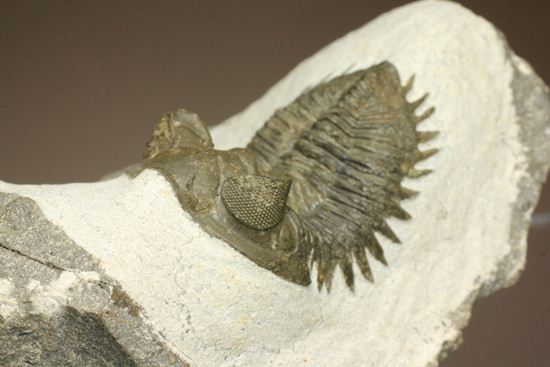 出目金三葉虫こと、コルトラネイア（Coltraneia oufatenensis） 三葉虫