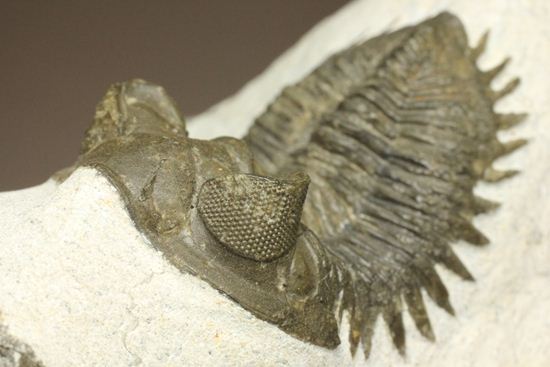 出目金三葉虫こと、コルトラネイア(Coltraneia oufatenensis)(その6)