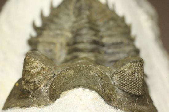 出目金三葉虫こと、コルトラネイア(Coltraneia oufatenensis)(その8)