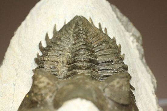 出目金三葉虫こと、コルトラネイア(Coltraneia oufatenensis)(その9)