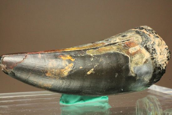 最大級65mmのサルコスクスの美歯 希少なニジェール産!!! 恐竜も恐れた