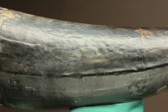 最大級65mmのサルコスクスの美歯 希少なニジェール産!!! 恐竜も恐れた