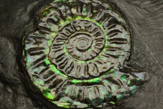 久々にグリーン登場!イギリス産アンモナイト カロセラス・ジョンストニ(Caloceras Johnstoni)(その1)