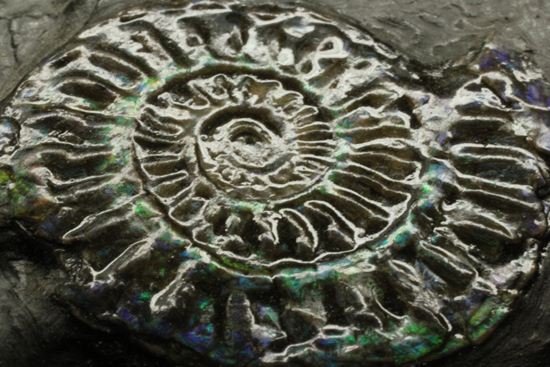 久々にグリーン登場!イギリス産アンモナイト カロセラス・ジョンストニ(Caloceras Johnstoni)(その12)