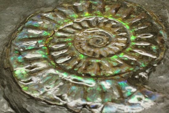 久々にグリーン登場!イギリス産アンモナイト カロセラス・ジョンストニ(Caloceras Johnstoni)(その13)