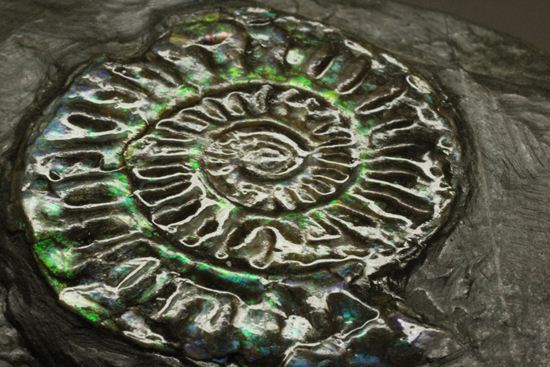久々にグリーン登場!イギリス産アンモナイト カロセラス・ジョンストニ(Caloceras Johnstoni)(その14)