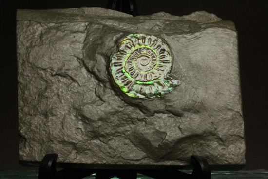 久々にグリーン登場!イギリス産アンモナイト カロセラス・ジョンストニ(Caloceras Johnstoni)(その15)