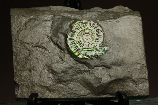 久々にグリーン登場!イギリス産アンモナイト カロセラス・ジョンストニ(Caloceras Johnstoni)(その2)