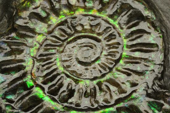 久々にグリーン登場!イギリス産アンモナイト カロセラス・ジョンストニ(Caloceras Johnstoni)(その6)