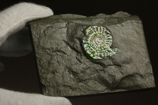 久々にグリーン登場!イギリス産アンモナイト カロセラス・ジョンストニ(Caloceras Johnstoni)(その7)