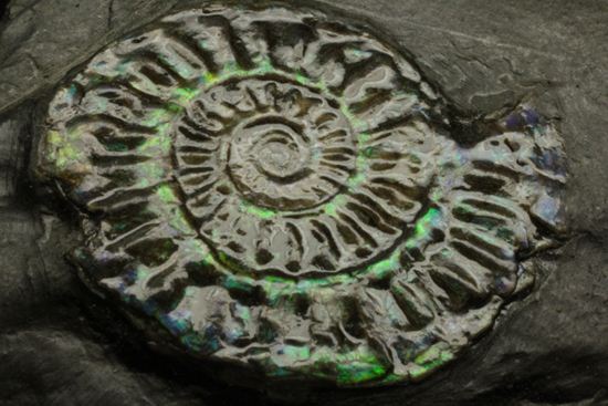 久々にグリーン登場!イギリス産アンモナイト カロセラス・ジョンストニ(Caloceras Johnstoni)(その8)