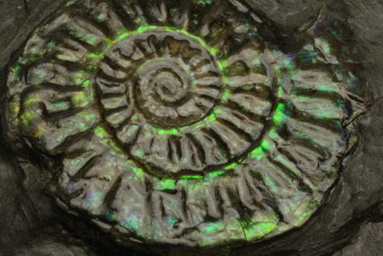 久々にグリーン登場!イギリス産アンモナイト カロセラス・ジョンストニ(Caloceras Johnstoni)(その9)
