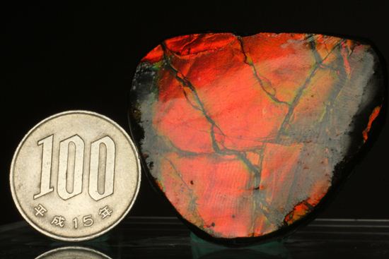 こんなに色が変化する!?劇的に変化する色を楽しめる、ドロップのようなカラフルアンモライト(その18)