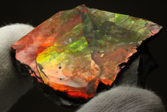 生物化石由来の宝石だからこそ、この輝き!紅緋色アンモライト片(その10)