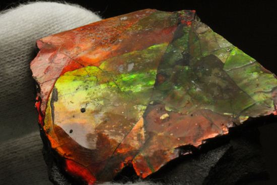 生物化石由来の宝石だからこそ、この輝き!紅緋色アンモライト片(その11)