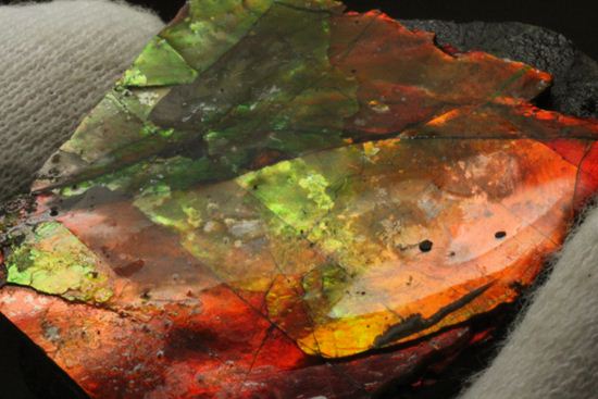 生物化石由来の宝石だからこそ、この輝き!紅緋色アンモライト片(その12)