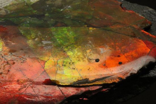 生物化石由来の宝石だからこそ、この輝き!紅緋色アンモライト片(その13)