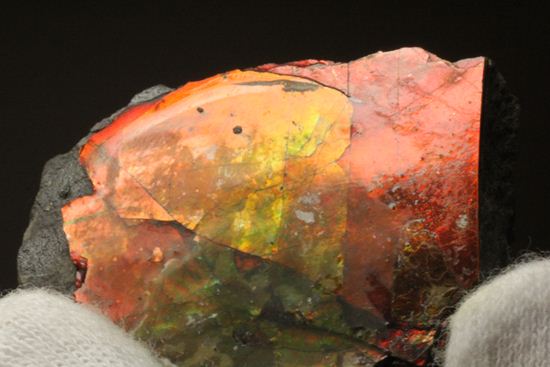 生物化石由来の宝石だからこそ、この輝き!紅緋色アンモライト片(その14)