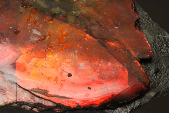 生物化石由来の宝石だからこそ、この輝き!紅緋色アンモライト片(その3)