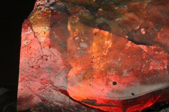 生物化石由来の宝石だからこそ、この輝き!紅緋色アンモライト片(その5)