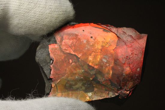 生物化石由来の宝石だからこそ、この輝き!紅緋色アンモライト片(その7)