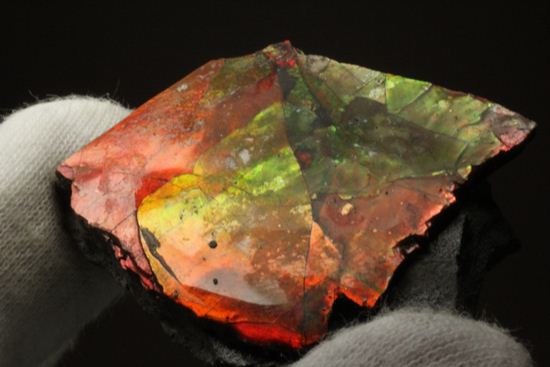 生物化石由来の宝石だからこそ、この輝き!紅緋色アンモライト片(その9)