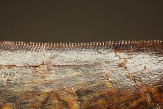 セレーションが美しいカルカロドントサウルスの歯化石（その11）