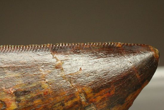 セレーションが美しいカルカロドントサウルスの歯化石(その12)