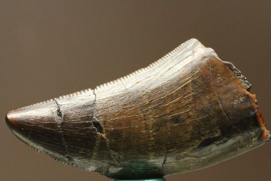 走るトカゲこと、ドロマエオサウルスの歯化石（その7）