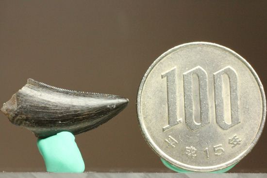 1体から2本しかとれない!希少!!ドロマエオサウルスのfang tooth(犬歯)の歯化石(その10)