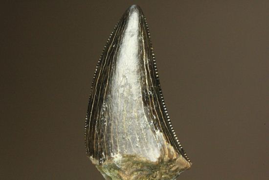 1体から2本しかとれない!希少!!ドロマエオサウルスのfang tooth(犬歯)の歯化石(その12)