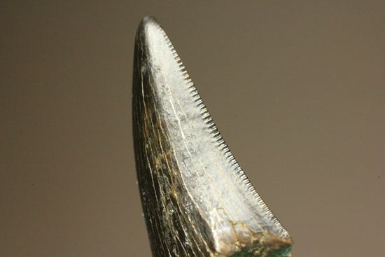 1体から2本しかとれない!希少!!ドロマエオサウルスのfang tooth(犬歯)の歯化石(その2)