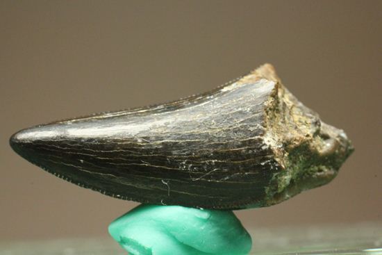1体から2本しかとれない!希少!!ドロマエオサウルスのfang tooth(犬歯)の歯化石(その3)