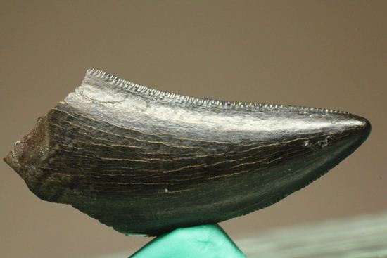 1体から2本しかとれない!希少!!ドロマエオサウルスのfang tooth(犬歯)の歯化石(その4)