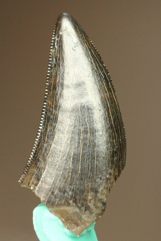 1体から2本しかとれない!希少!!ドロマエオサウルスのfang tooth(犬歯)の歯化石(その5)