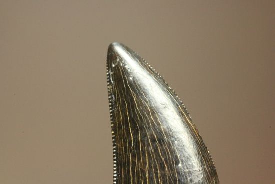 1体から2本しかとれない!希少!!ドロマエオサウルスのfang tooth(犬歯)の歯化石(その7)