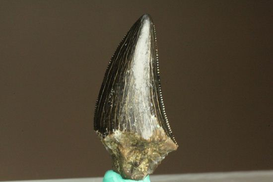 1体から2本しかとれない!希少!!ドロマエオサウルスのfang tooth(犬歯)の歯化石(その8)