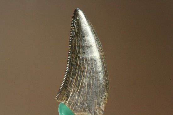 1体から2本しかとれない!希少!!ドロマエオサウルスのfang tooth(犬歯)の歯化石(その9)